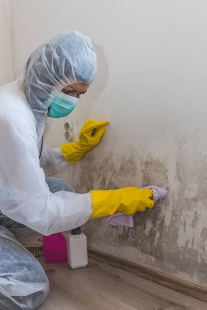Best Mold Remediation for Rental Properties  in Kaloko, HI