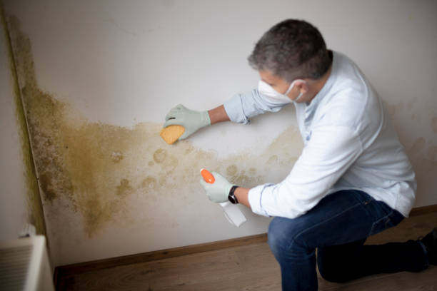 Best Post-Construction Mold Inspection  in Kaloko, HI