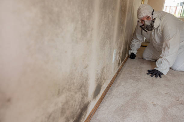 Biohazard Mold Removal in Kaloko, HI